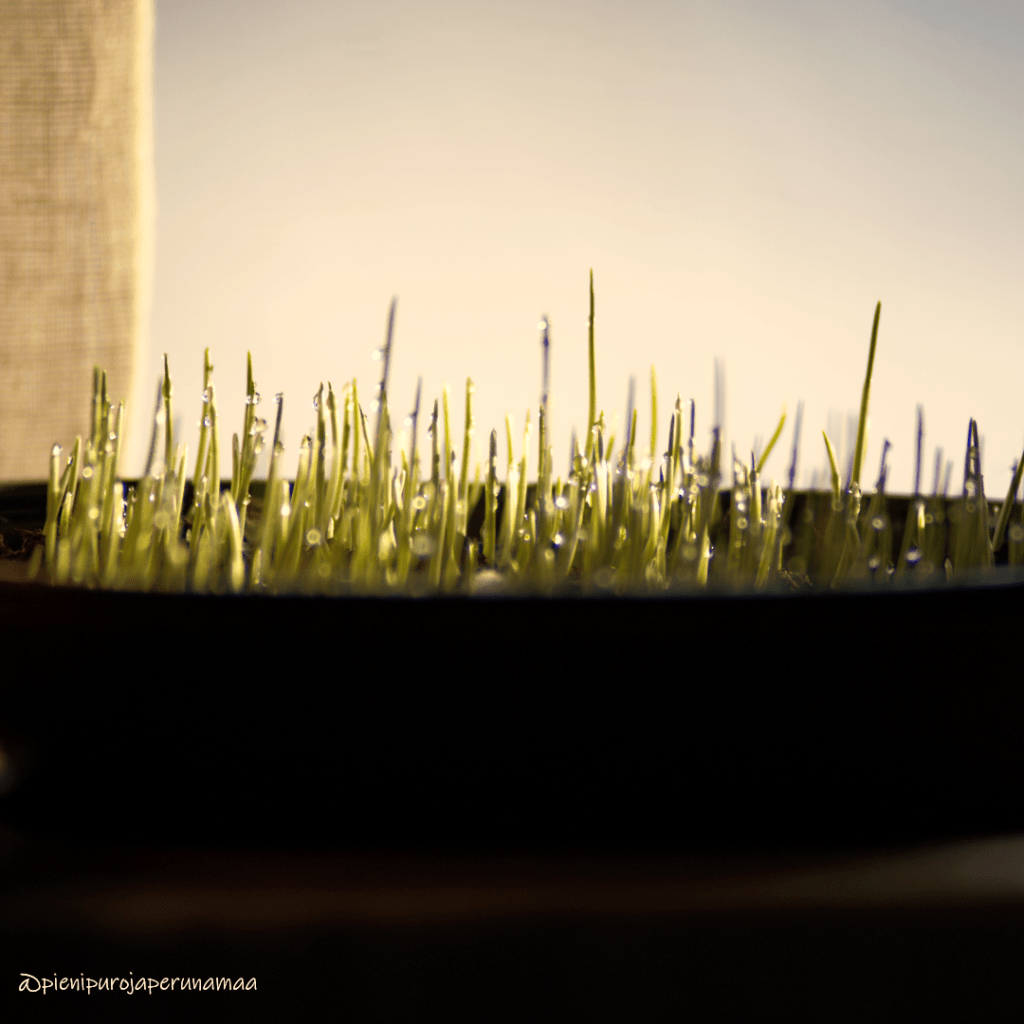 Maanviljely kutsumuksena?