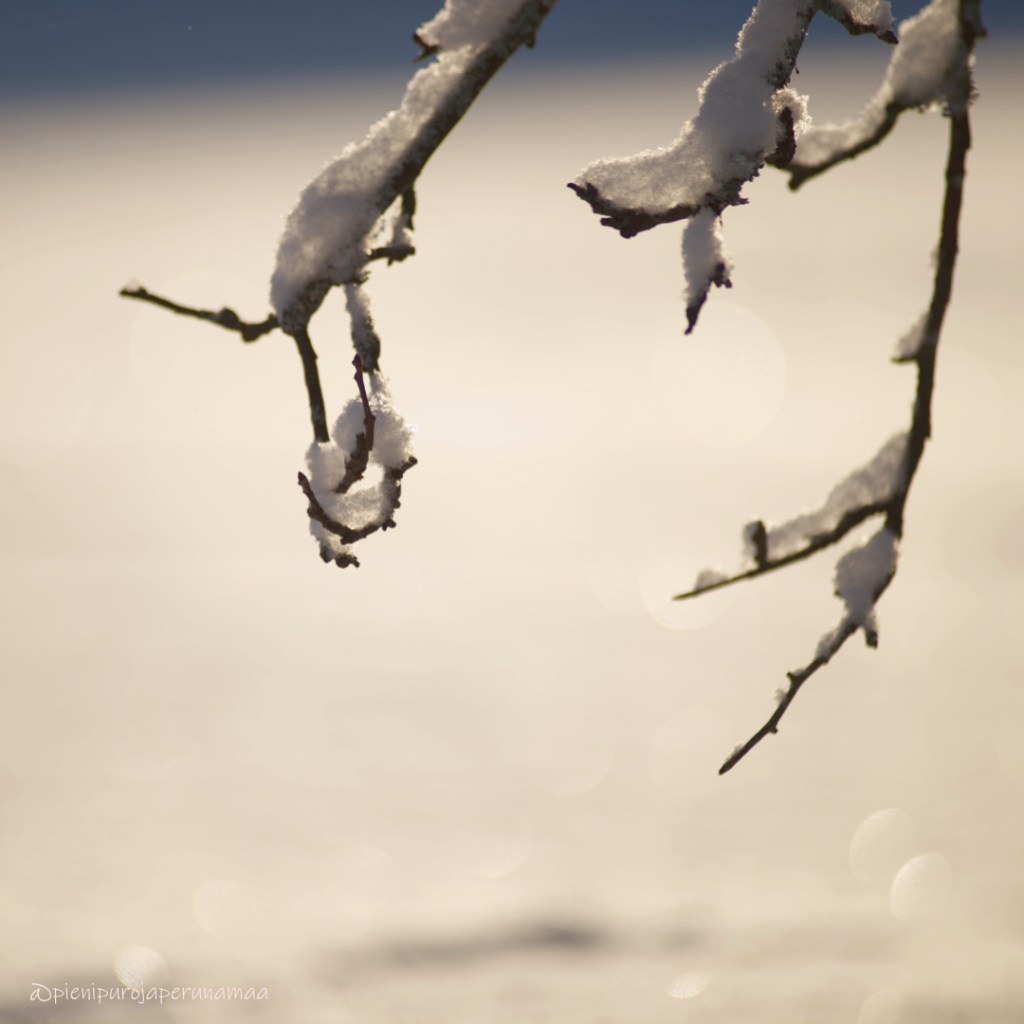 Vuodenkiertoa, valon vaihtelua ja&nbsp;valokuvausta